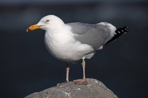 Herring Gull